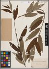 Foto von Salix caprea L. x Salix viminalis L.